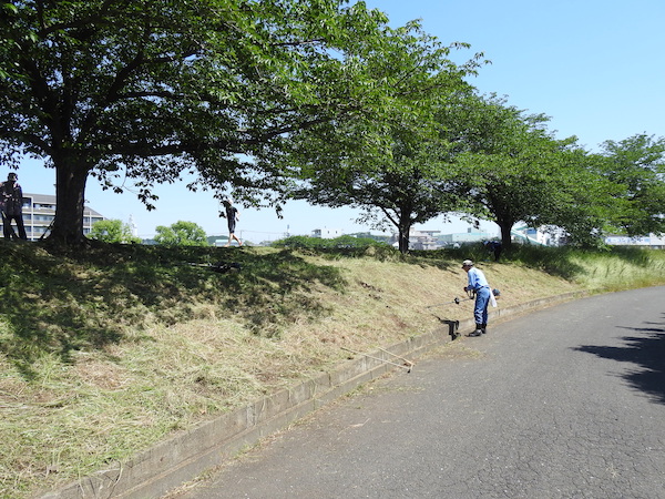 鶴見川桜道草刈り