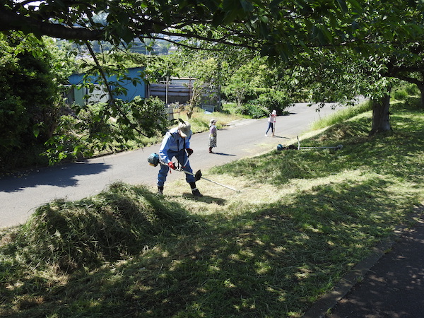 鶴見川桜道草刈り